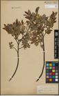 Foto von Salix lapponum L. x Salix myrtilloides L.